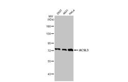 Invitrogen ACSL3 Polyclonal Antibody 100 &mu;L; Unconjugated:Antibodies,