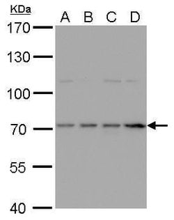 Invitrogen HDC Polyclonal Antibody 100 &mu;L; Unconjugated:Antibodies,