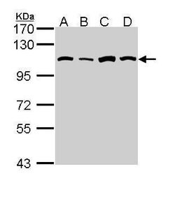 Invitrogen alanyl-tRNA Synthetase Polyclonal Antibody 100 &mu;L; Unconjugated:Antibodies,