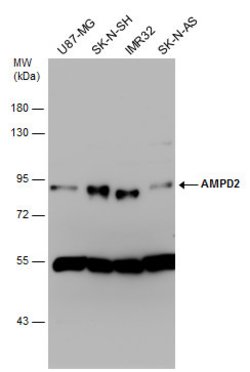 Invitrogen AMPD2 Polyclonal Antibody 100 &mu;L | Buy Online | Invitrogen&trade; | Fisher Scientific