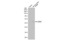 Invitrogen CDS1 Polyclonal Antibody 100 &mu;L; Unconjugated:Antibodies,