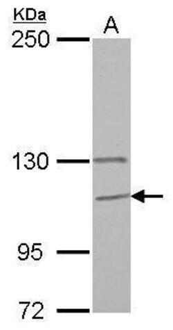 Invitrogen GANC Polyclonal Antibody 100 μL; Unconjugated:Antibodies,