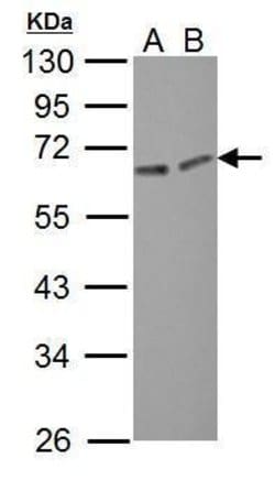 ERO1L Polyclonal Antibody, Invitrogen 100 &mu;L; Unconjugated:Antibodies,