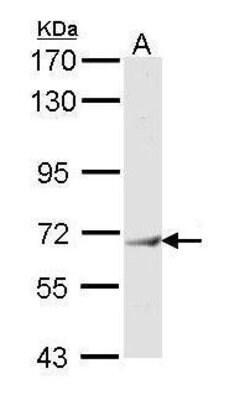 Invitrogen IFIT3 Polyclonal Antibody 100 &mu;L; Unconjugated:Antibodies,
