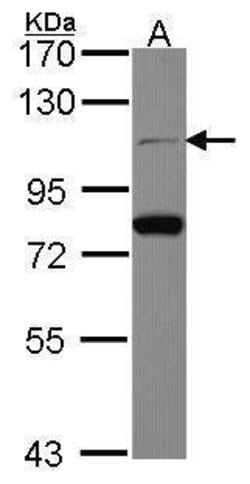 Invitrogen Cdc5L Polyclonal Antibody 100 &mu;L; Unconjugated:Antibodies,