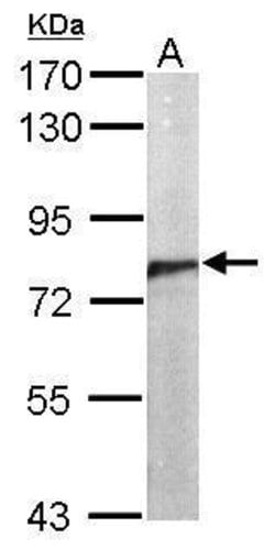 Invitrogen Cdc5L Polyclonal Antibody 100 &mu;L; Unconjugated:Antibodies,