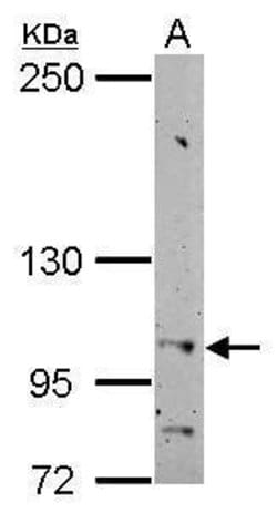 Invitrogen HSPA4 Polyclonal Antibody 100 &mu;L; Unconjugated:Antibodies,