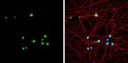 Invitrogen MBNL1 Polyclonal Antibody 100 &mu;L; Unconjugated:Antibodies,