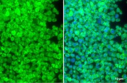 SIRP alpha Polyclonal Antibody, Invitrogen 100 &mu;L; Unconjugated:Antibodies,
