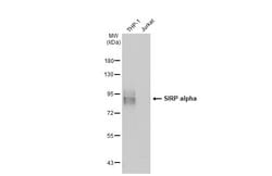SIRP alpha Polyclonal Antibody, Invitrogen 100 &mu;L; Unconjugated:Antibodies,