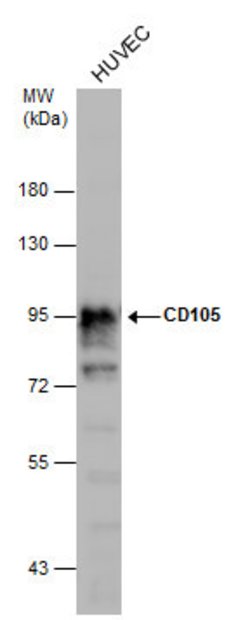 Invitrogen CD105 Polyclonal Antibody 100 μL; Unconjugated:Antibodies,
