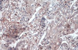 Invitrogen CD105 Polyclonal Antibody 100 &mu;L; Unconjugated:Antibodies,