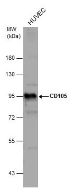Invitrogen CD105 Polyclonal Antibody 100 &mu;L; Unconjugated:Antibodies,