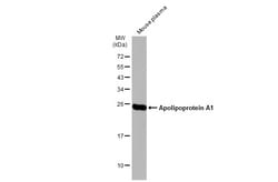 Invitrogen ApoA1 Polyclonal Antibody 100 μL; Unconjugated:Antibodies,
