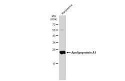Invitrogen ApoA1 Polyclonal Antibody 100 μL; Unconjugated:Antibodies,