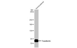 Invitrogen Transferrin Polyclonal Antibody 100 &mu;L | Buy Online | Invitrogen&trade; | Fisher Scientific