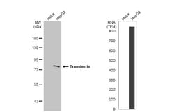 Invitrogen Transferrin Polyclonal Antibody 100 &mu;L | Buy Online | Invitrogen&trade; | Fisher Scientific