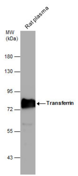 Invitrogen Transferrin Polyclonal Antibody 100 &mu;L | Buy Online | Invitrogen&trade; | Fisher Scientific