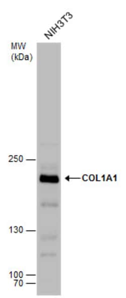 Invitrogen COL1A1 Polyclonal Antibody 100 &mu;L; Unconjugated:Antibodies,