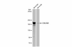 Invitrogen COL1A1 Polyclonal Antibody 100 &mu;L; Unconjugated:Antibodies,