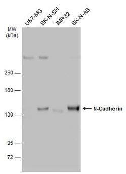 Invitrogen N-cadherin Polyclonal Antibody 100 &mu;L; Unconjugated:Antibodies,