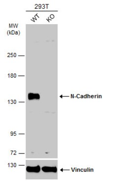 Invitrogen N-cadherin Polyclonal Antibody 100 &mu;L | Buy Online | Invitrogen&trade; | Fisher Scientific