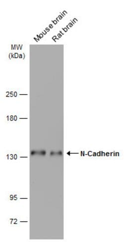 Invitrogen N-cadherin Polyclonal Antibody 100 &mu;L; Unconjugated:Antibodies,