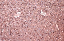Invitrogen N-cadherin Polyclonal Antibody 100 &mu;L; Unconjugated:Antibodies,