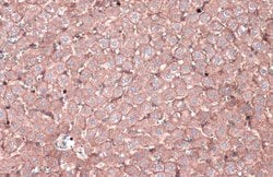 Invitrogen N-cadherin Polyclonal Antibody 100 &mu;L; Unconjugated:Antibodies,