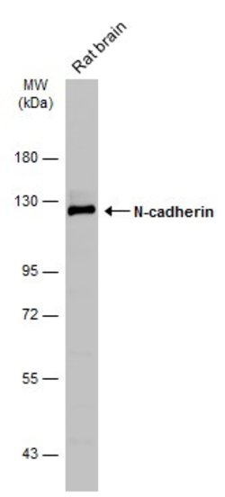 Invitrogen N-cadherin Polyclonal Antibody 100 &mu;L; Unconjugated:Antibodies,