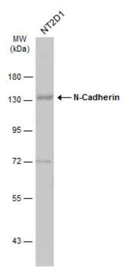 Invitrogen N-cadherin Polyclonal Antibody 100 &mu;L; Unconjugated:Antibodies,