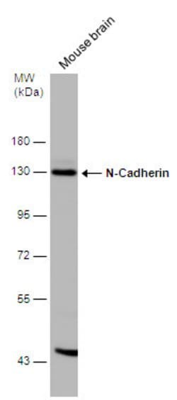 Invitrogen N-cadherin Polyclonal Antibody 100 &mu;L; Unconjugated:Antibodies,