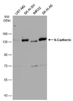 Invitrogen N-cadherin Polyclonal Antibody 100 &mu;L; Unconjugated:Antibodies,
