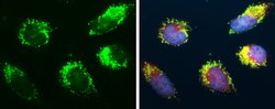 Invitrogen TFAM Polyclonal Antibody 100 &mu;L; Unconjugated:Antibodies,