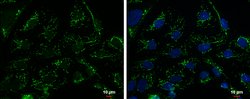 Invitrogen TFAM Polyclonal Antibody 100 &mu;L; Unconjugated:Antibodies,