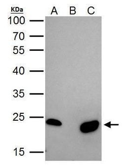 Invitrogen TFAM Polyclonal Antibody 100 &mu;L; Unconjugated:Antibodies,