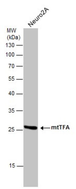 Invitrogen TFAM Polyclonal Antibody 100 &mu;L; Unconjugated:Antibodies,