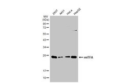Invitrogen TFAM Polyclonal Antibody 100 &mu;L; Unconjugated:Antibodies,