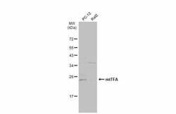 Invitrogen TFAM Polyclonal Antibody 100 &mu;L; Unconjugated:Antibodies,