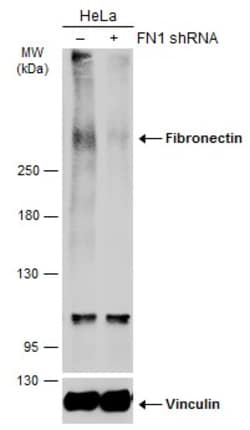 Invitrogen&trade;&nbsp;Fibronectin Polyclonal Antibody