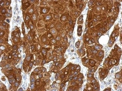 Invitrogen RGS1 Polyclonal Antibody 100 &mu;L; Unconjugated:Antibodies,