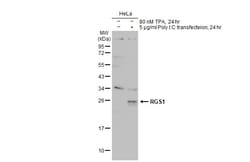 Invitrogen RGS1 Polyclonal Antibody 100 &mu;L; Unconjugated:Antibodies,