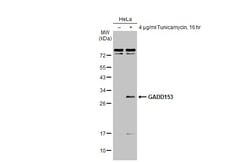 Invitrogen CHOP Polyclonal Antibody 100 &mu;L; Unconjugated:Antibodies,