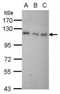 Invitrogen DAXX Polyclonal Antibody 100 &mu;L; Unconjugated:Antibodies,