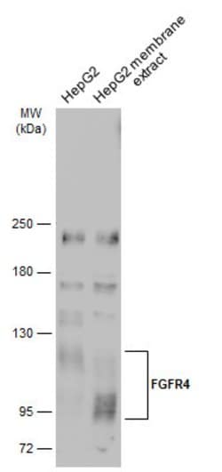 Invitrogen FGFR4 Polyclonal Antibody 100 &mu;L; Unconjugated:Antibodies,