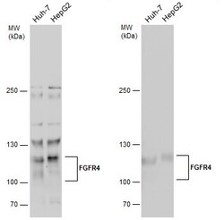 Invitrogen FGFR4 Polyclonal Antibody 100 &mu;L; Unconjugated:Antibodies,