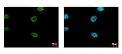 Invitrogen FLI1 Polyclonal Antibody 100 &mu;L; Unconjugated:Antibodies,