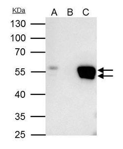 Invitrogen FLI1 Polyclonal Antibody 100 &mu;L; Unconjugated:Antibodies,
