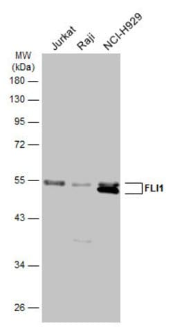 Invitrogen FLI1 Polyclonal Antibody 100 &mu;L; Unconjugated:Antibodies,