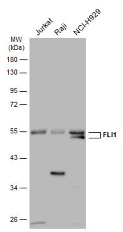 Invitrogen FLI1 Polyclonal Antibody 100 &mu;L; Unconjugated:Antibodies,